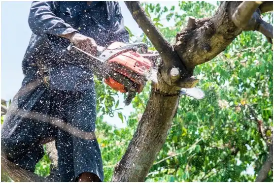 tree services Santa Clara